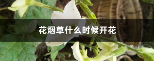 花烟草什么时候开花